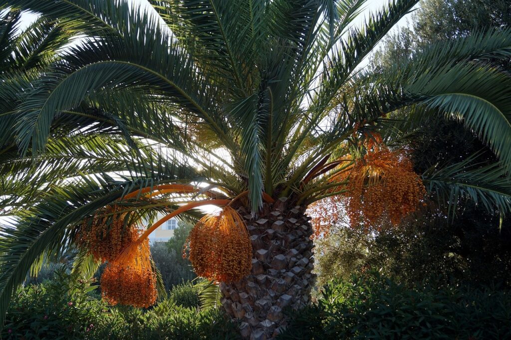 palm, nature, dates, date palm, summer, mediterranean